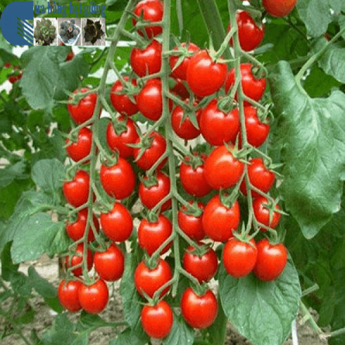 Cà chua thân gỗ F1 giàu dinh dưỡng – Dễ trồng nhanh ra trái