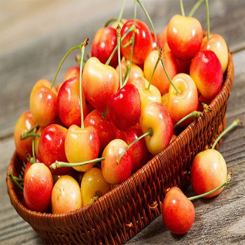 Mua giống Cherry vàng uy tín – Hướng dẫn trồng quả cherry vàng